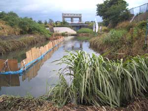 ここが設置場所の芝川です