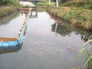 下流の設置状況です