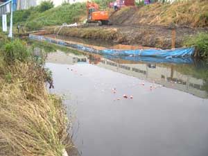 旧芝川の自然が回復しますように…