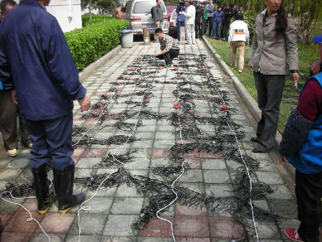 炭素繊維水質浄化材１