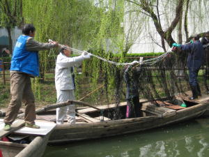 炭素繊維水質浄化材３