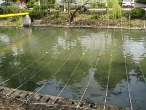 炭素繊維水質浄化材５