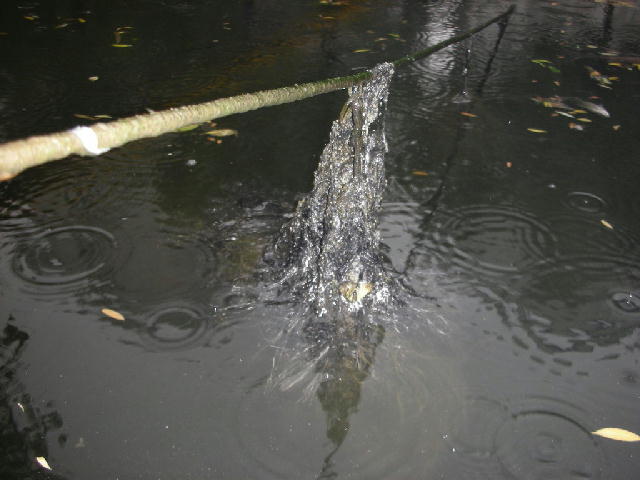 炭素繊維水質浄化材８