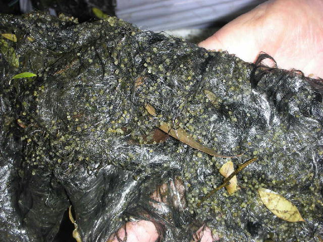 炭素繊維水質浄化材１０