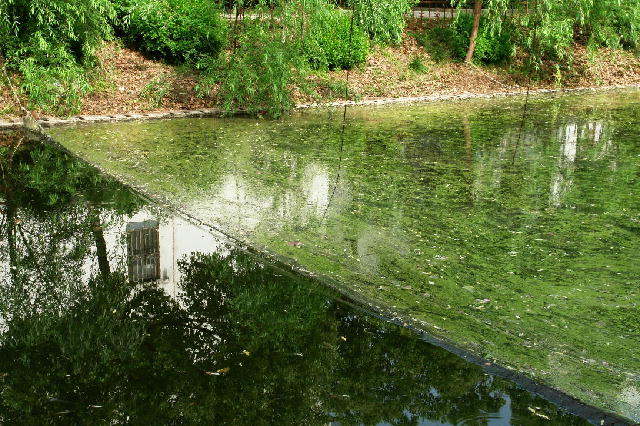 蘇州市運河の炭素繊維水質浄化材設置場所