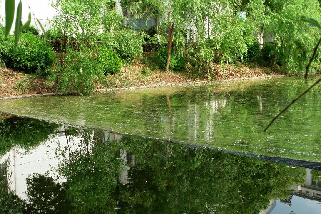 炭素繊維水質浄化材８