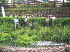 複合型植生島浄化法